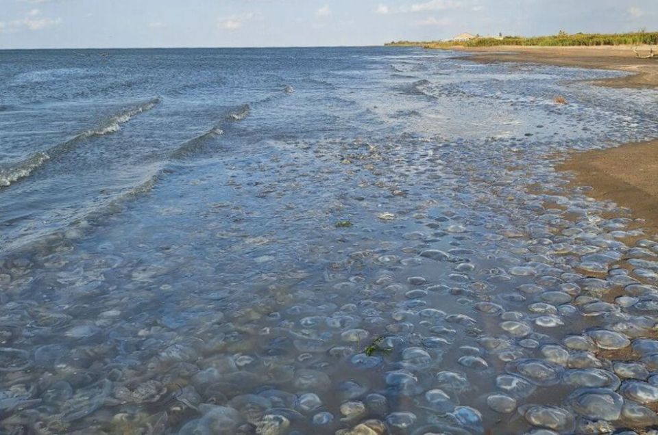 Противомедузные сети начнут испытывать в Азовском море в сентябре