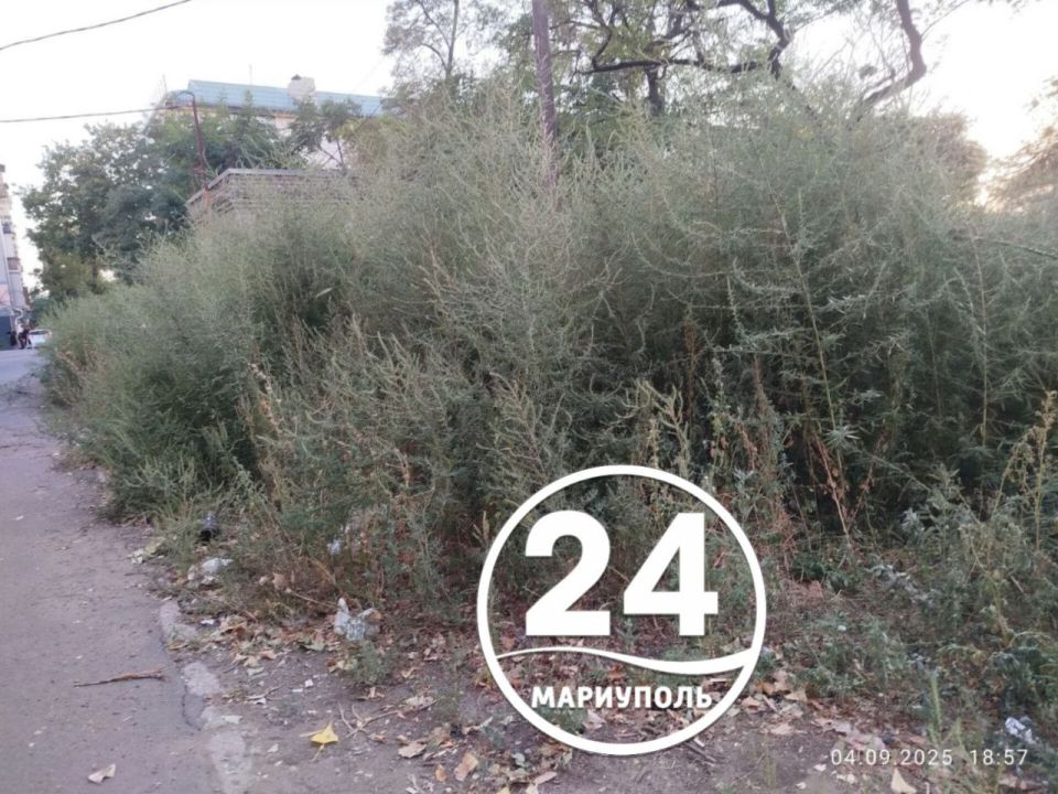 ПИШУТ ЧИТАТЕЛИ. Наша подписчица Кристина написала нам в чат-бот сообщение с просьбой обратить внимание ответственных служб города на ситуацию с карантинными растениями на придомовой территории по адресу: пр. Металлургов, 160...