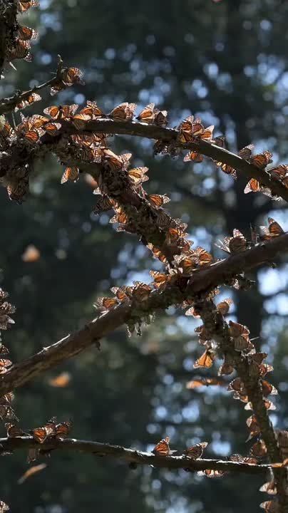 Доброе утро, Мариуполь!. Пусть этот день начнётся с хорошего настроения, доброй улыбки, вкусного завтрака и исполнения желаний