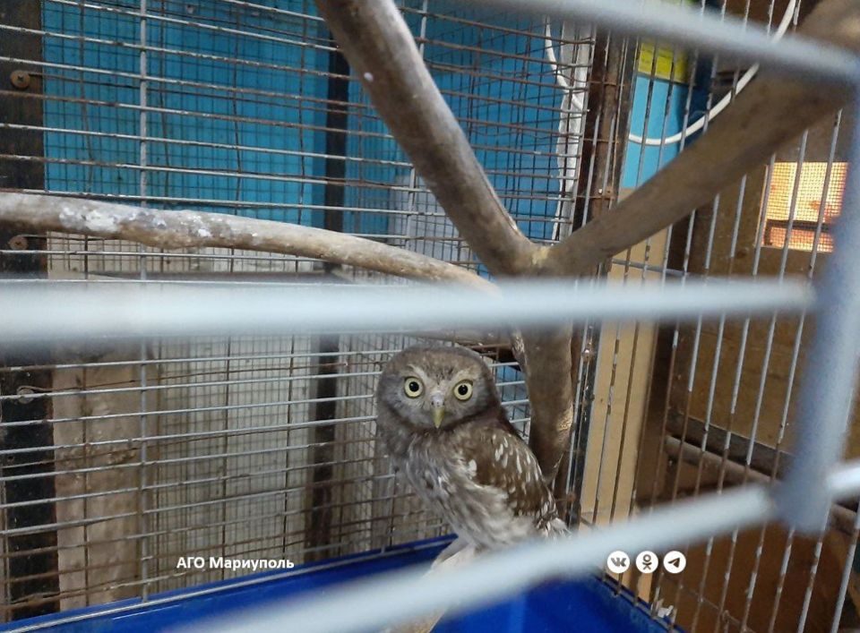 Неравнодушные мариупольцы спасают от жары хищных птиц Неравнодушные мариупольцы спасают от жары хищных птиц