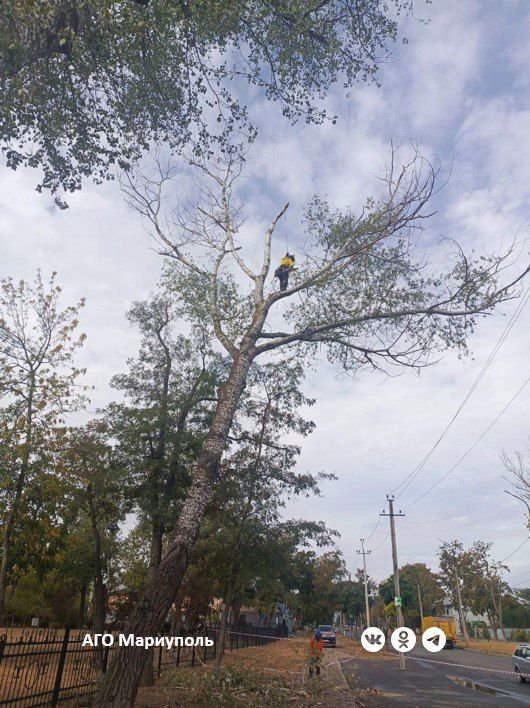 Мариупольские рабочие зеленого строительства приняли участие в мастер-классе по безопасной обрезке деревьев