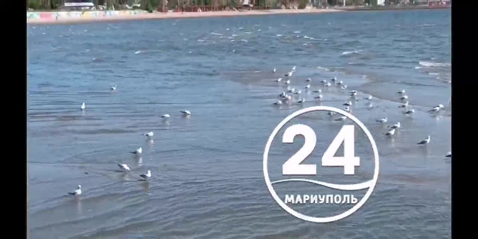 Городской пляж Мариуполя.. Море рядом с пирсом настолько обмелело, что местами проступает дно и образуются островки. Чем воспользовались чайки
