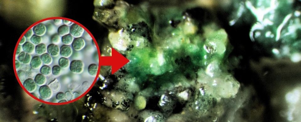 Учёные открыли микроб, способный выживать в космосе и производить кислород из марсианской пыли