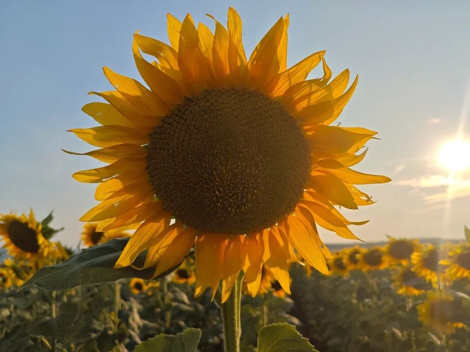 Урожай-2025: идет уборка кукурузы и подсолнечника