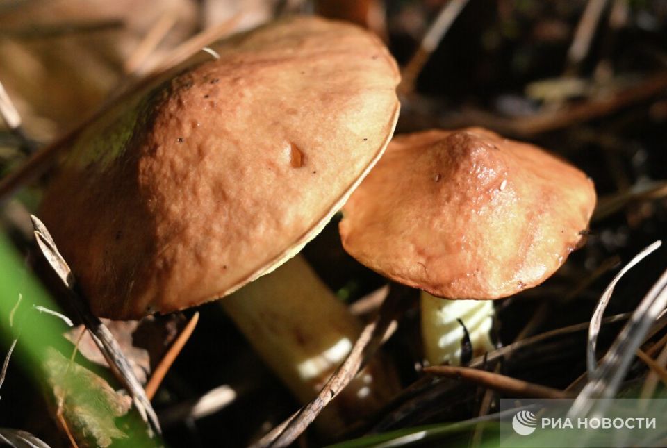 Погода на новых территориях России