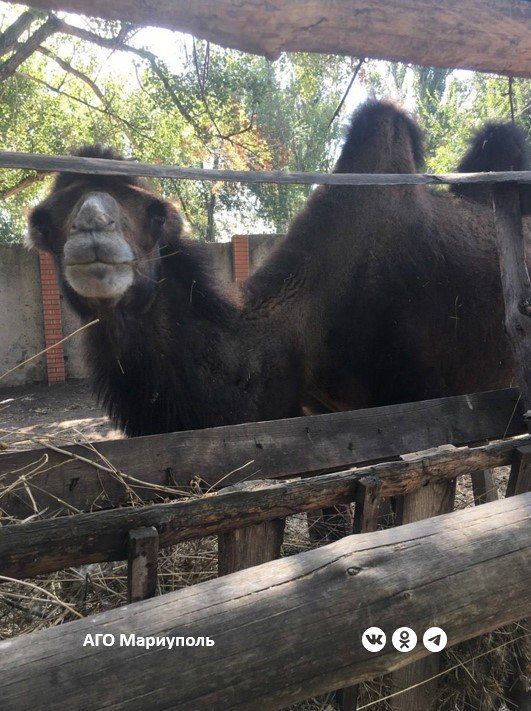 В Мариуполе ветеринары обследовали обитателей местного зоопарка