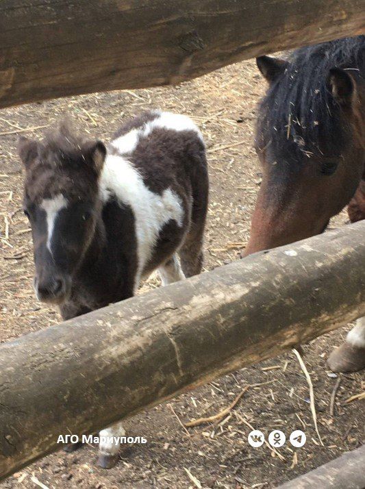 В Мариуполе ветеринары обследовали обитателей местного зоопарка В Мариуполе ветеринары обследовали обитателей местного зоопарка