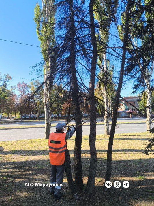 В центре Мариуполя коммунальщики выполняют обрезку аварийных деревьев