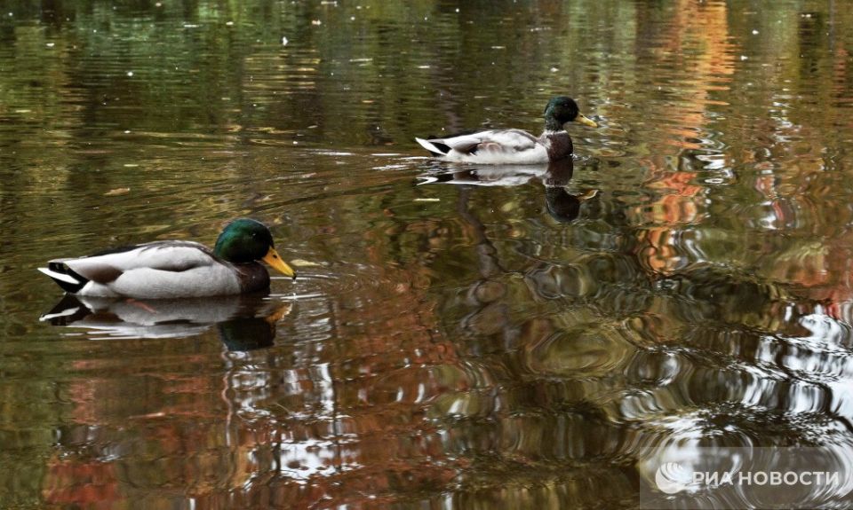 Погода на новых территориях России