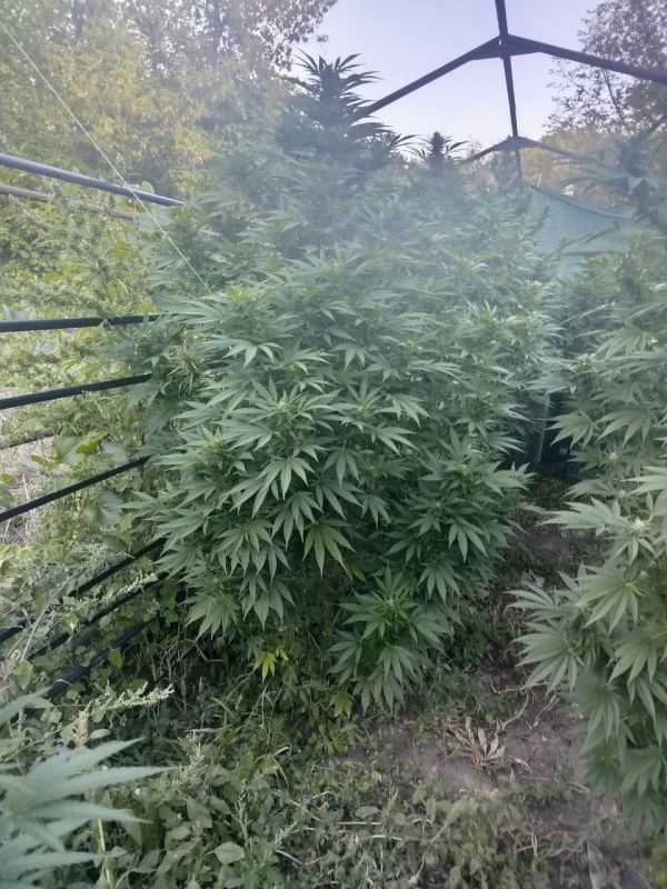 Полицейские задержали двух жителей Мариуполя, выращивавших каннабис на дачном участке