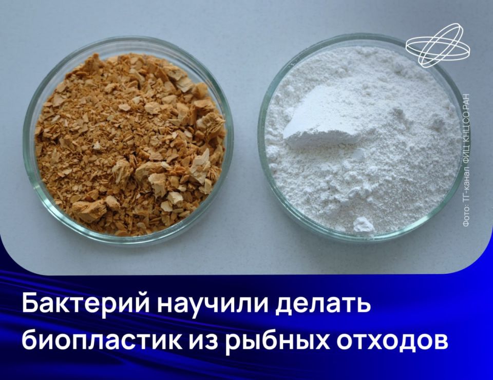 Сибирские учёные выделили штамм бактерий Cupriavidus necator