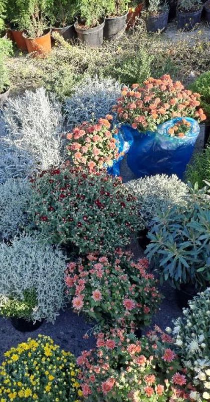 Еженедельная ярмарка в городе Мариуполь Еженедельная ярмарка в городе Мариуполь