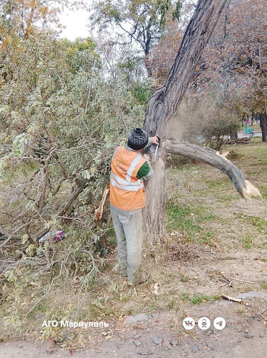 На Приморском бульваре Мариуполя коммунальщики выполнили обрезку аварийно-опасных деревьев