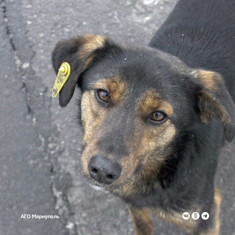 В Мариуполе активизировали работу по стерилизации безнадзорных животных