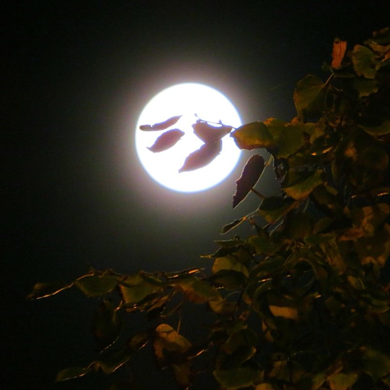 Жители разных городов России делятся яркими кадрами суперлуния