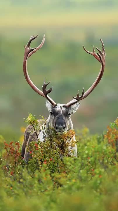 Спокойной ночи, Мариуполь!