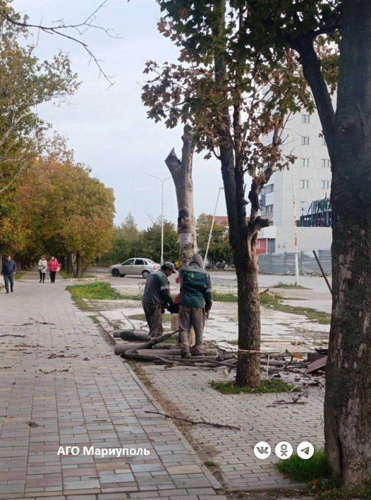 Мариупольские коммунальщики освобождают проспект Строителей от сухостойных деревьев Мариупольские коммунальщики освобождают проспект Строителей от сухостойных деревьев