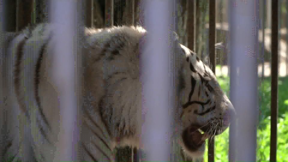 В Мариуполе в суд явился директор местного зоопарка, где весной белая тигрица загрызла одного из работников