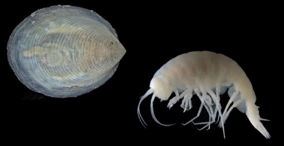 Учёные открыли 14 новых глубоководных видов, включая необычный паразит в форме попкорна