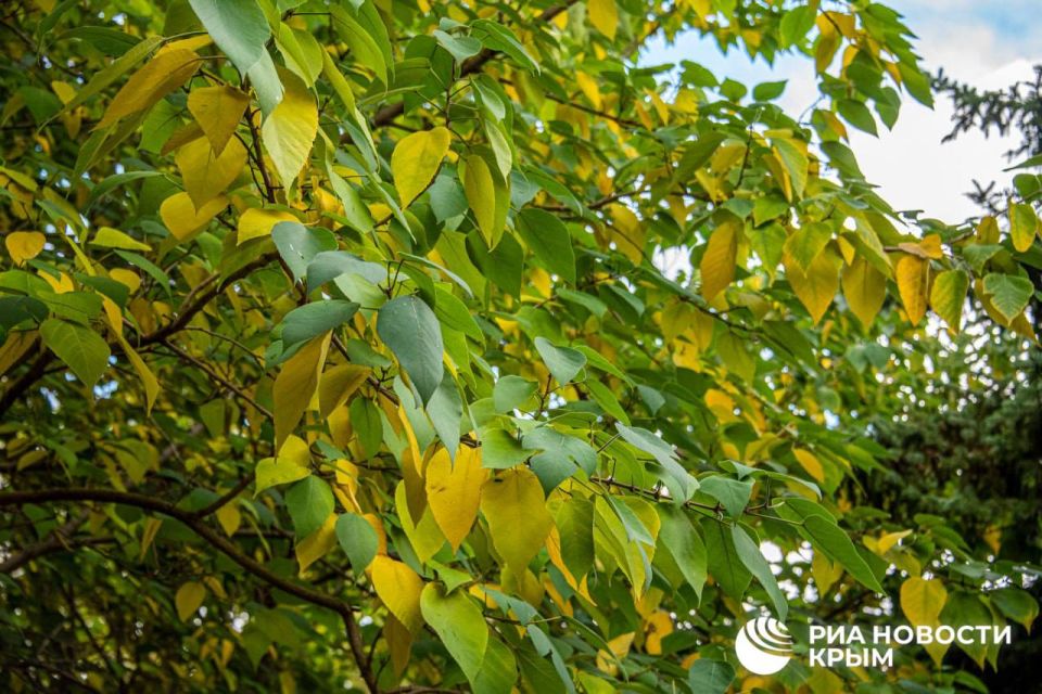 Погода на новых территориях России