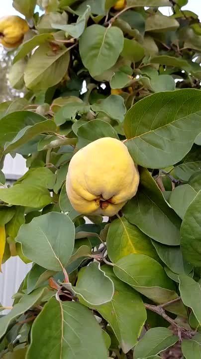 Сезон айвы открыт