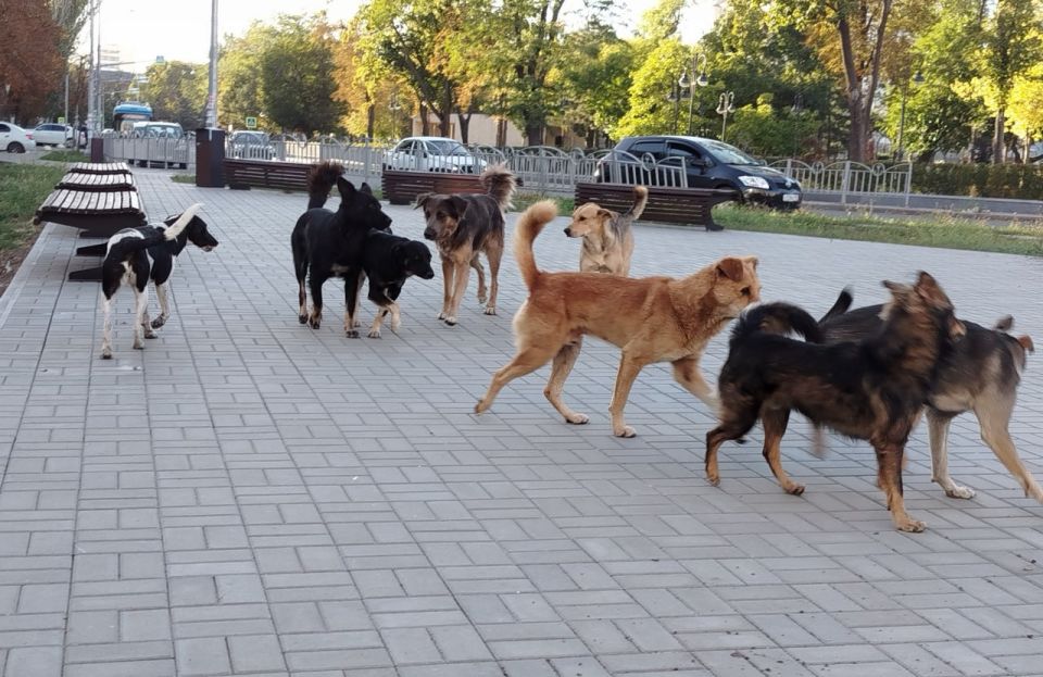 Стерилизация бездомных собак в Мариуполе продолжается