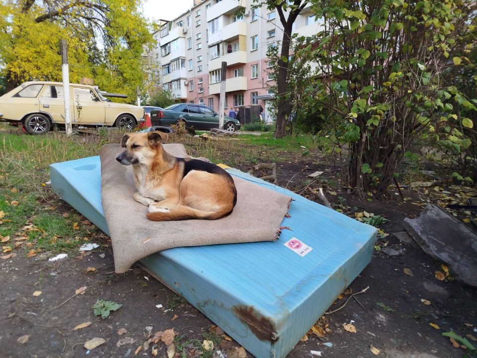 Спасти хоть кого-то!. «Пусть говорят равнодушные, что всех не спасешь, а я делаю все, что в моих силах», – таким принципом руководствуется мариупольчанка Виктория Мороз, которая уже несколько лет по зову сердца спасает с... Спасти хоть кого-то!. «Пусть говорят равнодушные, что всех не спасешь, а я делаю все, что в моих силах», – таким принципом руководствуется мариупольчанка Виктория Мороз, которая уже несколько лет по зову сердца спасает с...