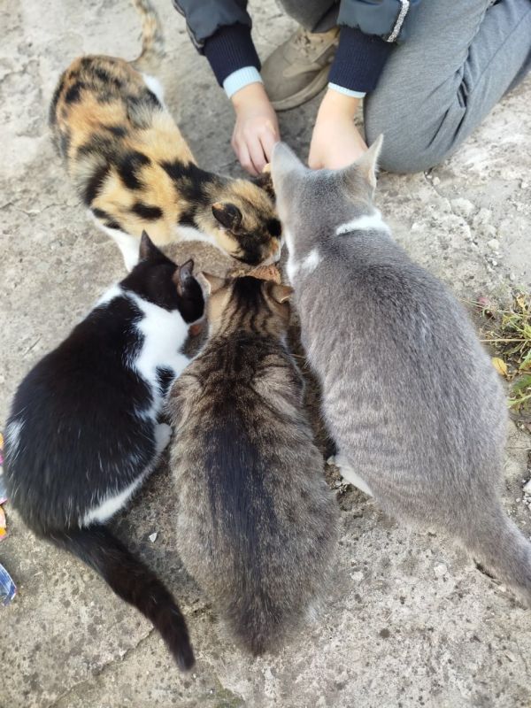 Спасти хоть кого-то!. «Пусть говорят равнодушные, что всех не спасешь, а я делаю все, что в моих силах», – таким принципом руководствуется мариупольчанка Виктория Мороз, которая уже несколько лет по зову сердца спасает с... Спасти хоть кого-то!. «Пусть говорят равнодушные, что всех не спасешь, а я делаю все, что в моих силах», – таким принципом руководствуется мариупольчанка Виктория Мороз, которая уже несколько лет по зову сердца спасает с...