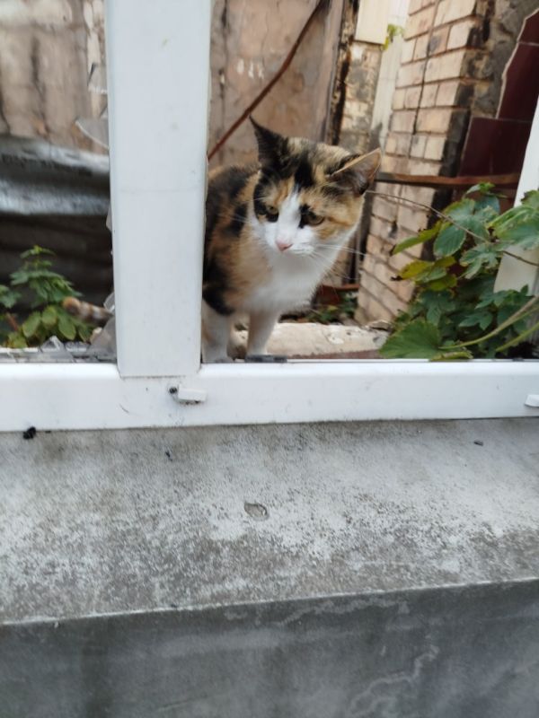 Спасти хоть кого-то!. «Пусть говорят равнодушные, что всех не спасешь, а я делаю все, что в моих силах», – таким принципом руководствуется мариупольчанка Виктория Мороз, которая уже несколько лет по зову сердца спасает с... Спасти хоть кого-то!. «Пусть говорят равнодушные, что всех не спасешь, а я делаю все, что в моих силах», – таким принципом руководствуется мариупольчанка Виктория Мороз, которая уже несколько лет по зову сердца спасает с...