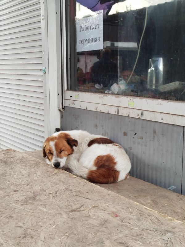 Спасти хоть кого-то!. «Пусть говорят равнодушные, что всех не спасешь, а я делаю все, что в моих силах», – таким принципом руководствуется мариупольчанка Виктория Мороз, которая уже несколько лет по зову сердца спасает с...