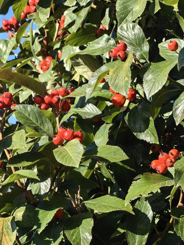 Через несколько дней ноябрь, а у нас цветут цветы: Мариуполь есть за что любить Через несколько дней ноябрь, а у нас цветут цветы: Мариуполь есть за что любить
