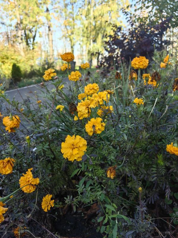 Через несколько дней ноябрь, а у нас цветут цветы: Мариуполь есть за что любить Через несколько дней ноябрь, а у нас цветут цветы: Мариуполь есть за что любить