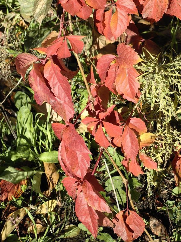 Через несколько дней ноябрь, а у нас цветут цветы: Мариуполь есть за что любить Через несколько дней ноябрь, а у нас цветут цветы: Мариуполь есть за что любить