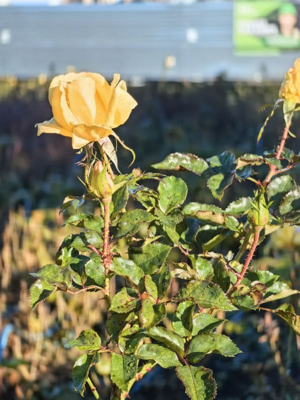 Через несколько дней ноябрь, а у нас цветут цветы: Мариуполь есть за что любить