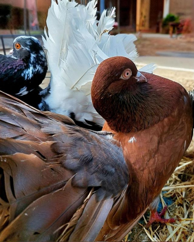 В Мариуполь снова привезут декоративных птиц на выставку В Мариуполь снова привезут декоративных птиц на выставку