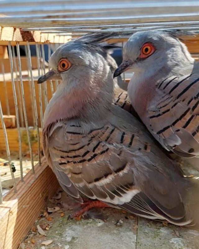 В Мариуполь снова привезут декоративных птиц на выставку В Мариуполь снова привезут декоративных птиц на выставку