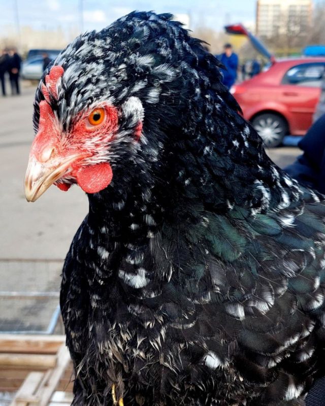 В Мариуполь снова привезут декоративных птиц на выставку В Мариуполь снова привезут декоративных птиц на выставку