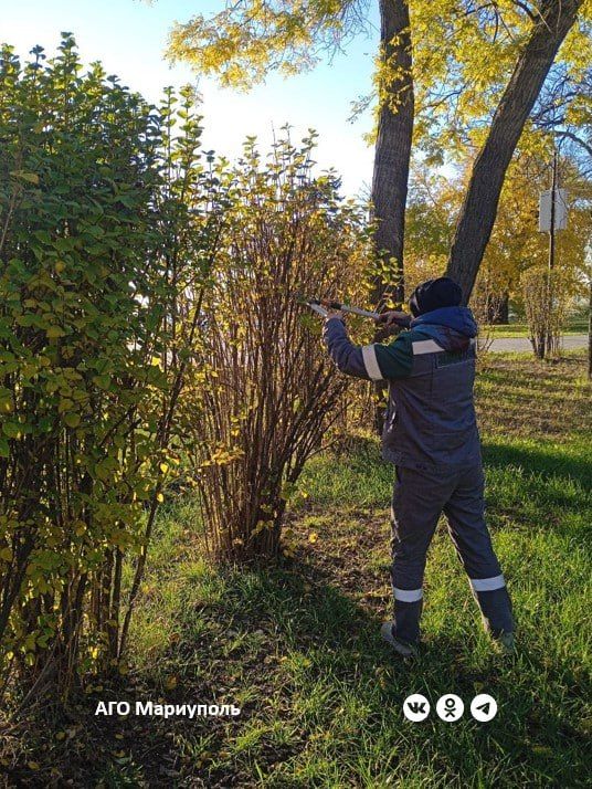 В Мариуполе коммунальщики ведут осенние работы по озеленению