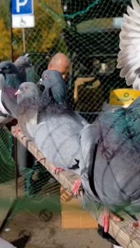 Выставка голубей, птиц и других домашних животных состоялась