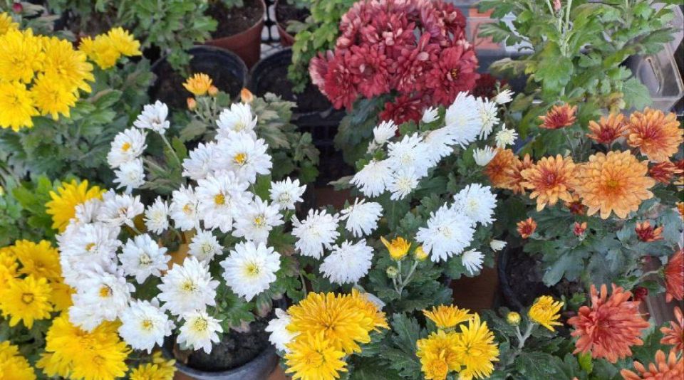 ������������ ������� � ������ ���������