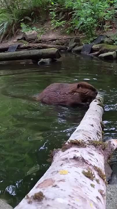 � ������ �����, ���������!