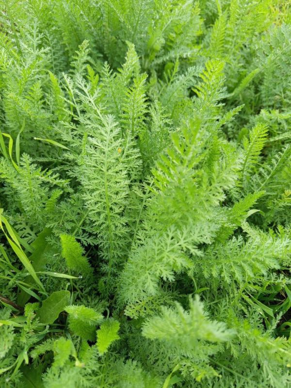 ������� ������������� �����