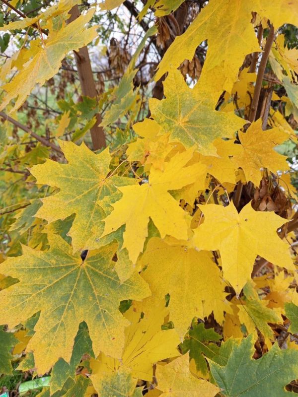 ������� ������������� �����