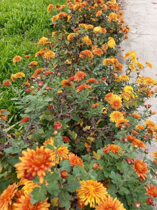 ������� ������������� �����