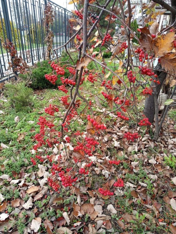 ������� ������������� �����