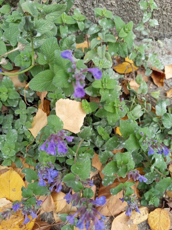 ������� ������������� �����