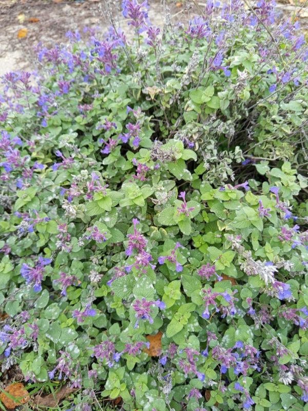 ������� ������������� �����