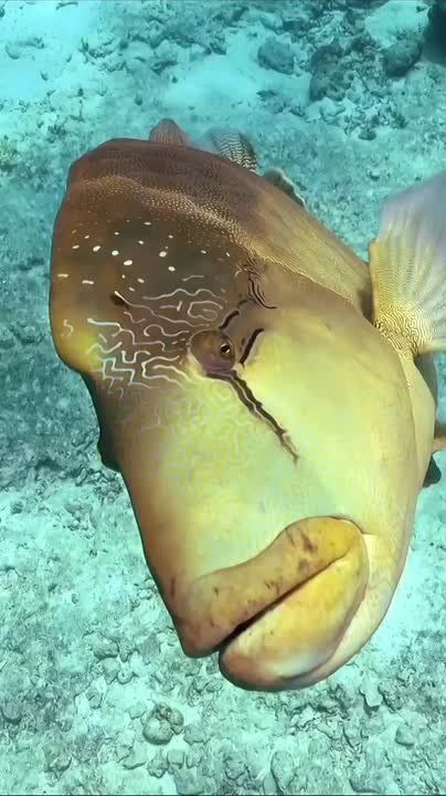 ��������� ����, ���������!