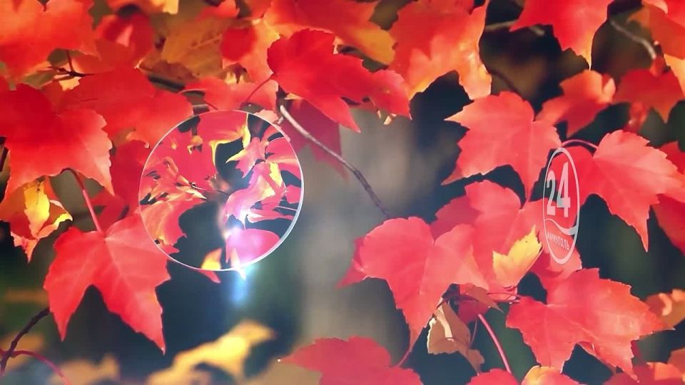 �� � Telegram. �� � ���