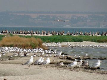 В Минприроды ДНР подвели итоги проведения научных исследований по изучению биоразнообразия на особо охраняемых территориях ДНР